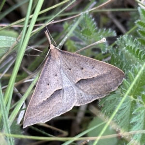 Epidesmia hypenaria at Ainslie, ACT - 1 Nov 2023