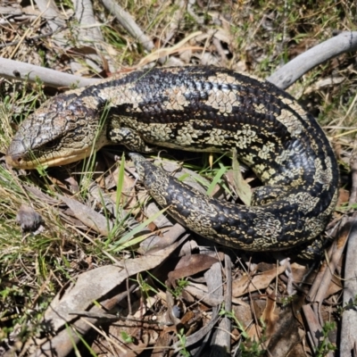 Tiliqua nigrolutea (Blotched Blue-tongue) at QPRC LGA - 2 Nov 2023 by Csteele4