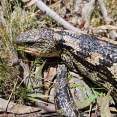 Tiliqua nigrolutea at Captains Flat, NSW - 2 Nov 2023