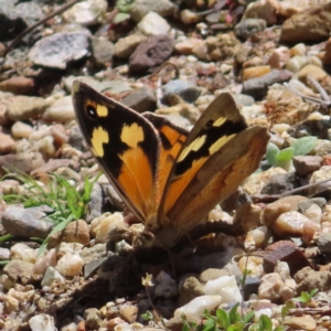 Heteronympha merope at Acton, ACT - 1 Nov 2023 12:23 PM