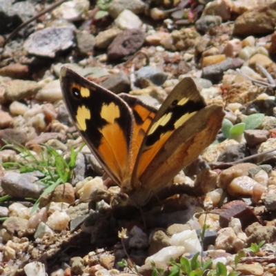 Heteronympha merope (Common Brown Butterfly) at Acton, ACT - 1 Nov 2023 by MatthewFrawley