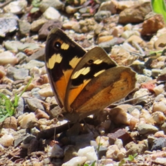 Heteronympha merope at Acton, ACT - 1 Nov 2023