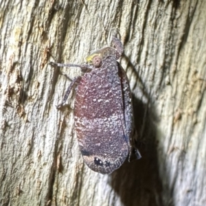 Platybrachys decemmacula at Ainslie, ACT - 31 Oct 2023 07:54 PM