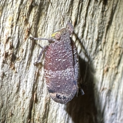 Platybrachys decemmacula (Green-faced gum hopper) at Ainslie, ACT - 31 Oct 2023 by Pirom