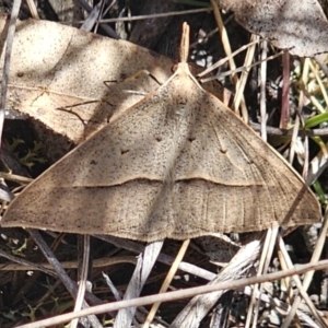 Epidesmia hypenaria at Captains Flat, NSW - 2 Nov 2023