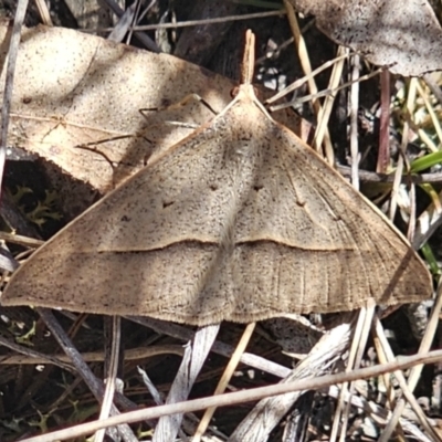 Epidesmia hypenaria (Long-nosed Epidesmia) at QPRC LGA - 2 Nov 2023 by Csteele4