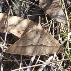 Epidesmia hypenaria at Captains Flat, NSW - 2 Nov 2023