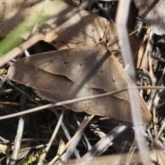 Epidesmia hypenaria at Captains Flat, NSW - 2 Nov 2023