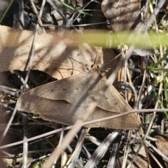 Epidesmia hypenaria at Captains Flat, NSW - 2 Nov 2023