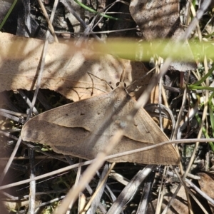 Epidesmia hypenaria at Captains Flat, NSW - 2 Nov 2023