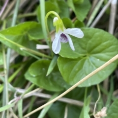 Viola caleyana (Swamp Violet) at Bendoura, NSW - 1 Nov 2023 by JaneR