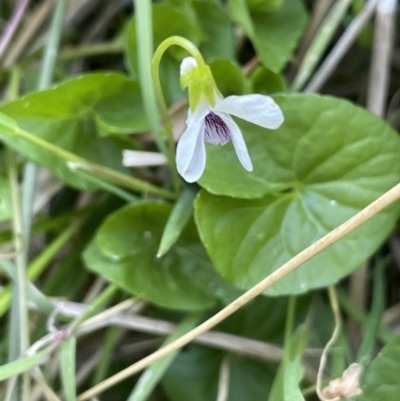 Viola caleyana (Swamp Violet) at Bendoura, NSW - 1 Nov 2023 by JaneR