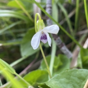 Viola caleyana at Bendoura, NSW - 1 Nov 2023