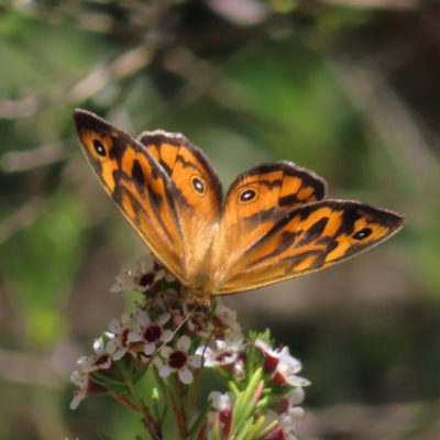 Heteronympha merope (Common Brown Butterfly) at Acton, ACT - 1 Nov 2023 by MatthewFrawley