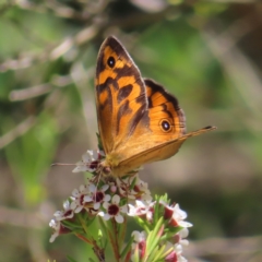 Heteronympha merope at Acton, ACT - 1 Nov 2023