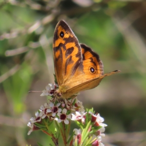 Heteronympha merope at Acton, ACT - 1 Nov 2023