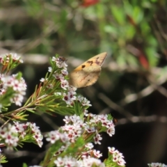 Heteronympha merope at Acton, ACT - 1 Nov 2023