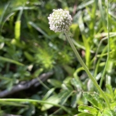 Acaena novae-zelandiae (Bidgee Widgee) at QPRC LGA - 1 Nov 2023 by JaneR