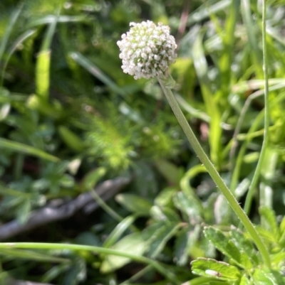 Acaena novae-zelandiae (Bidgee Widgee) at QPRC LGA - 1 Nov 2023 by JaneR