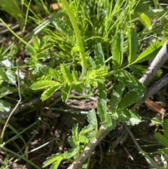 Acaena novae-zelandiae at Bendoura, NSW - 1 Nov 2023