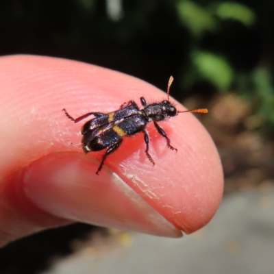 Eleale pulchra (Clerid beetle) at ANBG - 1 Nov 2023 by MatthewFrawley