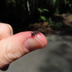 Eleale pulchra at Acton, ACT - 1 Nov 2023