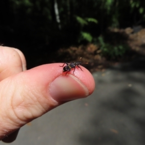 Eleale pulchra at Acton, ACT - 1 Nov 2023 11:56 AM