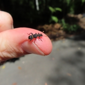 Eleale pulchra at Acton, ACT - 1 Nov 2023 11:56 AM