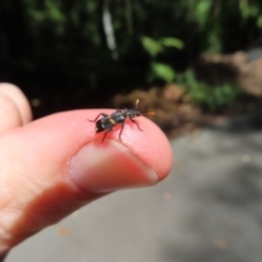 Eleale pulchra at Acton, ACT - 1 Nov 2023