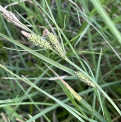 Carex gaudichaudiana (Fen Sedge) at Braidwood, NSW - 1 Nov 2023 by JaneR