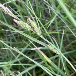 Carex gaudichaudiana at Braidwood, NSW - 1 Nov 2023