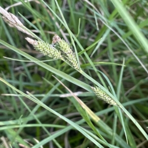 Carex gaudichaudiana at Braidwood, NSW - 1 Nov 2023 05:35 PM