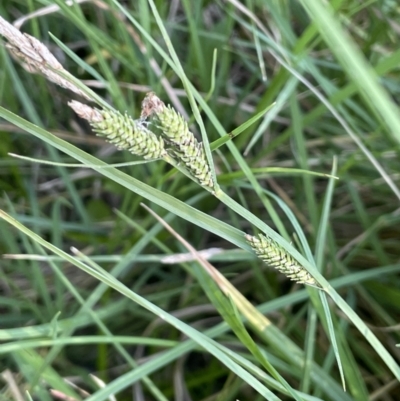 Carex gaudichaudiana (Fen Sedge) at Braidwood, NSW - 1 Nov 2023 by JaneR