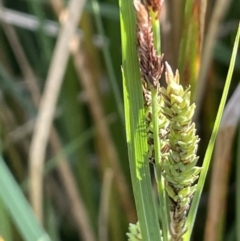 Carex gaudichaudiana at Braidwood, NSW - 1 Nov 2023 05:35 PM