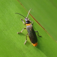 Chauliognathus lugubris (Plague Soldier Beetle) at Acton, ACT - 1 Nov 2023 by MatthewFrawley