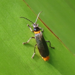 Chauliognathus lugubris at Acton, ACT - 1 Nov 2023