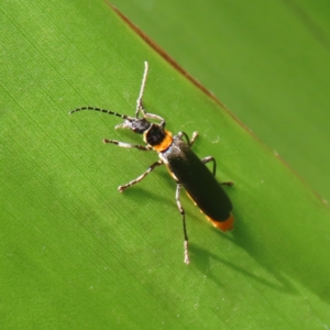 Chauliognathus lugubris at Acton, ACT - 1 Nov 2023