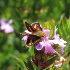 Taractrocera papyria (White-banded Grass-dart) at ANBG - 1 Nov 2023 by MatthewFrawley