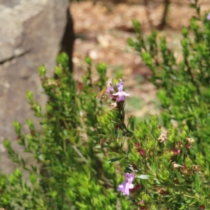 Taractrocera papyria at Acton, ACT - 1 Nov 2023