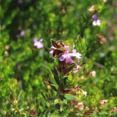 Taractrocera papyria at Acton, ACT - 1 Nov 2023