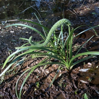 Cycnogeton (genus) (Water Ribbons) at Braidwood, NSW - 1 Nov 2023 by JaneR