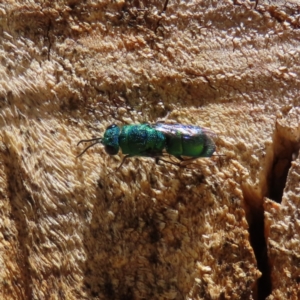 Chrysididae (family) at Acton, ACT - 1 Nov 2023