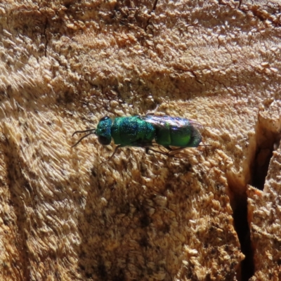 Chrysididae (family) (Cuckoo wasp or Emerald wasp) at Acton, ACT - 1 Nov 2023 by MatthewFrawley