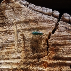 Chrysididae (family) at Acton, ACT - 1 Nov 2023