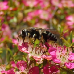 Bembix sp. (genus) (Unidentified Bembix sand wasp) at ANBG - 1 Nov 2023 by MatthewFrawley