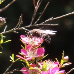 Bembix sp. (genus) at Acton, ACT - 1 Nov 2023