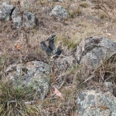 Pseudechis porphyriacus (Red-bellied Black Snake) at Whitlam, ACT - 1 Nov 2023 by CattleDog