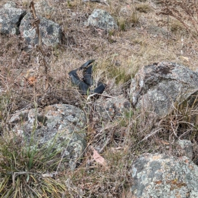 Pseudechis porphyriacus (Red-bellied Black Snake) at Whitlam, ACT - 1 Nov 2023 by CattleDog