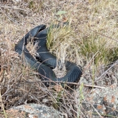 Pseudechis porphyriacus at Whitlam, ACT - 2 Nov 2023 09:25 AM