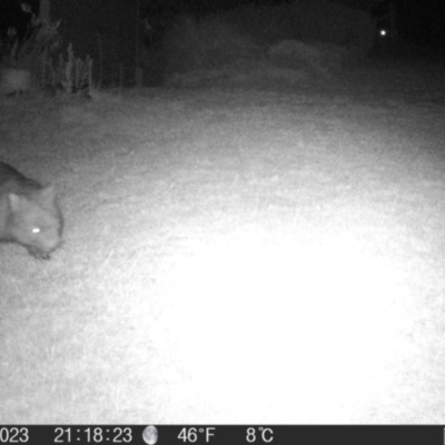 Vombatus ursinus (Bare-nosed Wombat) at Braidwood, NSW - 1 Nov 2023 by MatthewFrawley